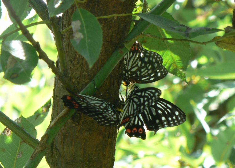 川縁のヤナギ アカボシゴマダラ3匹_200908真昼
